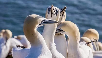 北京国安：抖擞精神，战斗到底