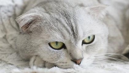 马卡：亚马尔与阿迪达斯合作，推出个人Logo